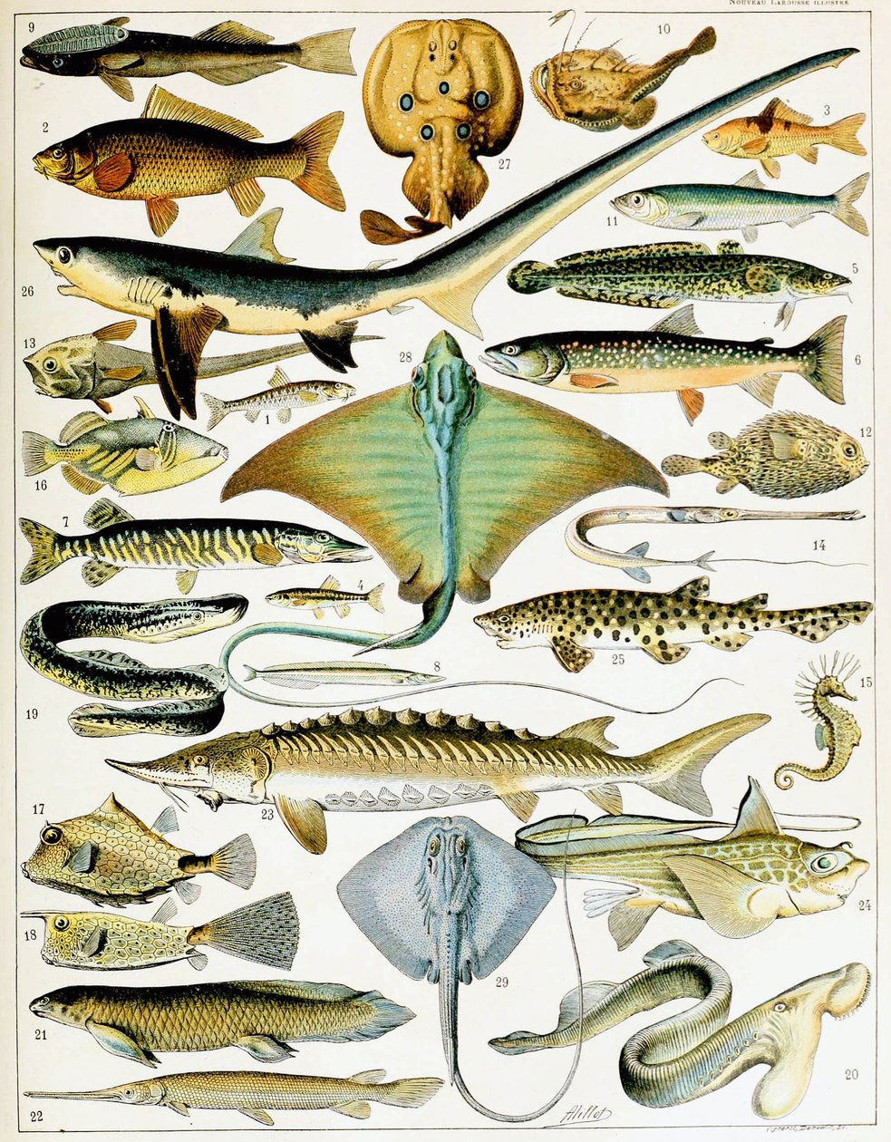 鱼的插图 c.1923（石版画） 作者 阿道夫·菲利普·米洛