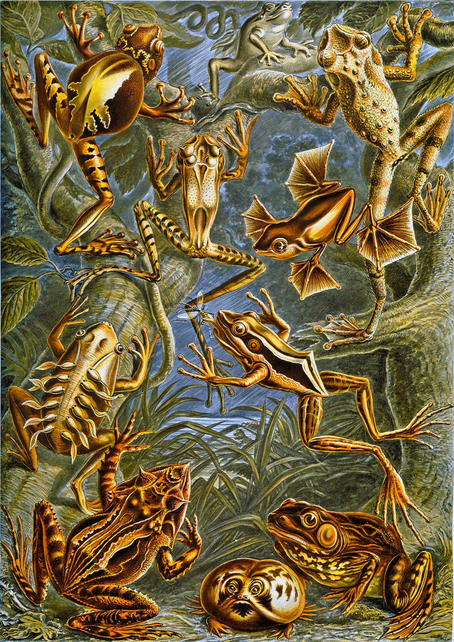 青蛙和蟾蜍c.1909的例证 作者 阿道夫·菲利普·米洛