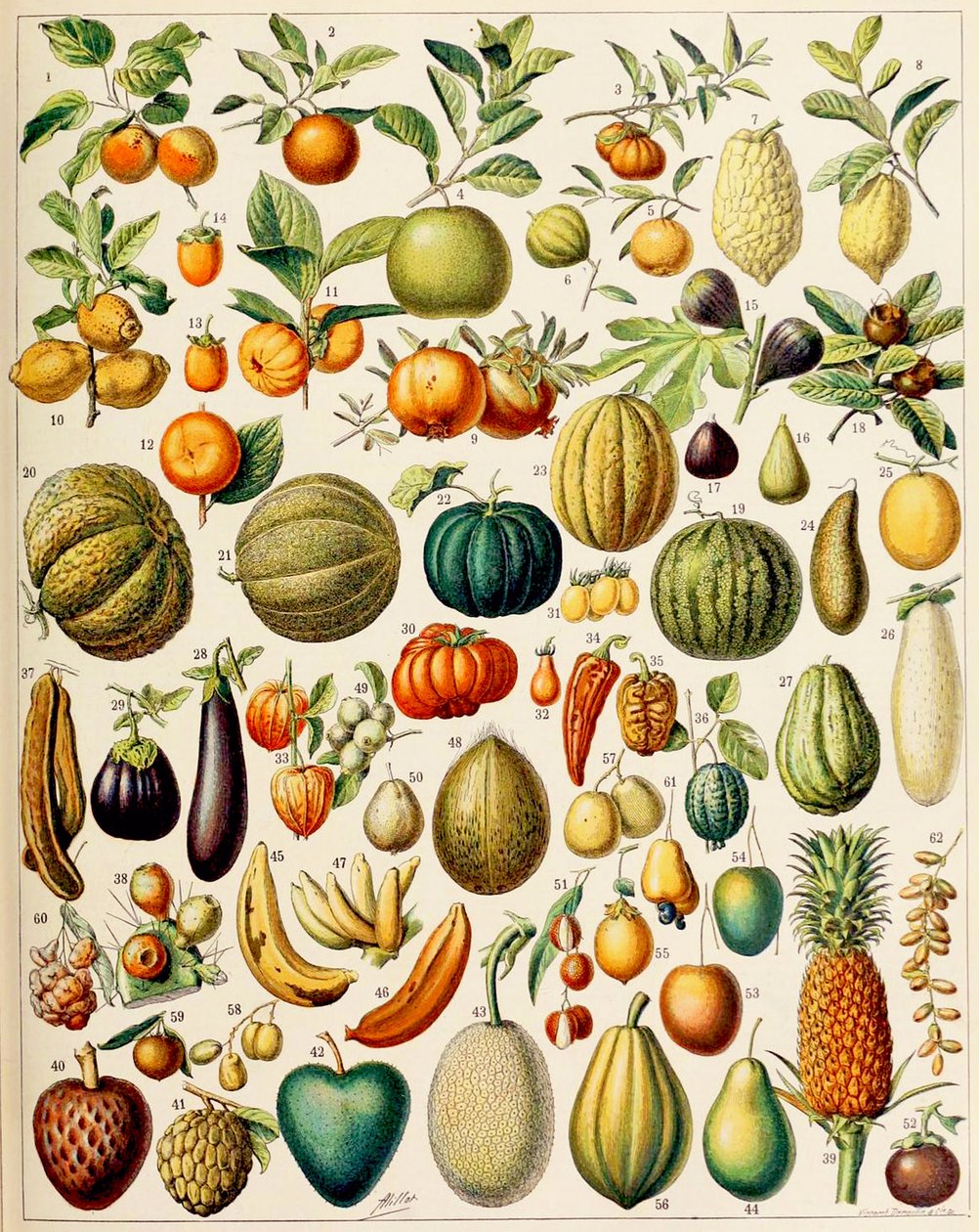 果子c.1923的例证 作者 阿道夫·菲利普·米洛