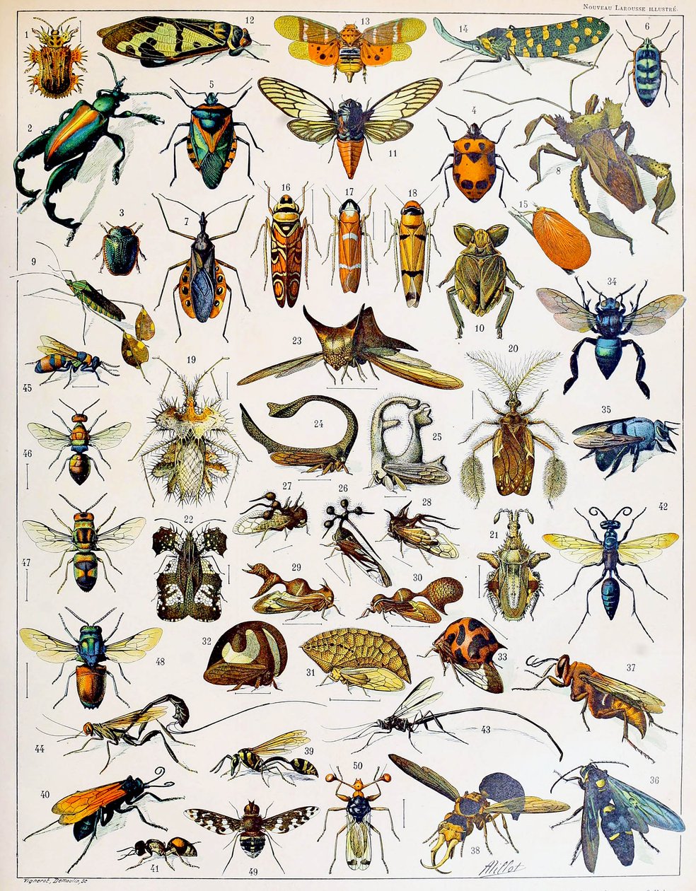 昆虫c.1923的例证 作者 阿道夫·菲利普·米洛