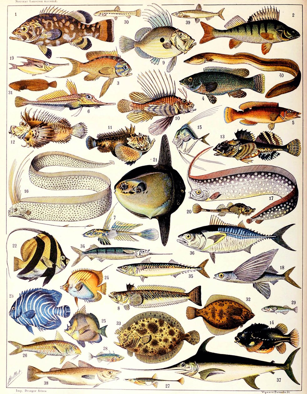 海鱼c.1923的例证 作者 阿道夫·菲利普·米洛