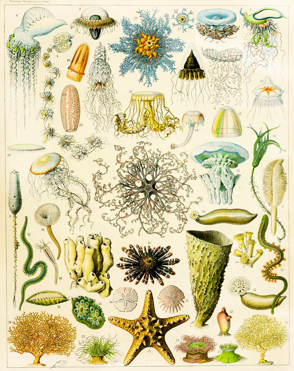 海洋生物的例证c.1923 作者 阿道夫·菲利普·米洛