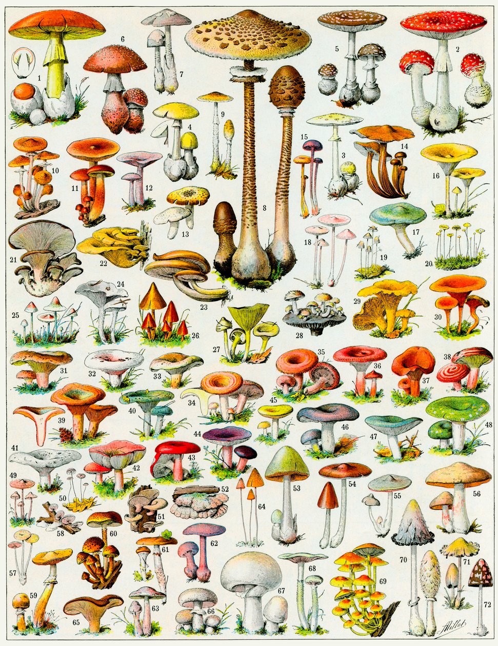 蘑菇c.1923的例证 作者 阿道夫·菲利普·米洛