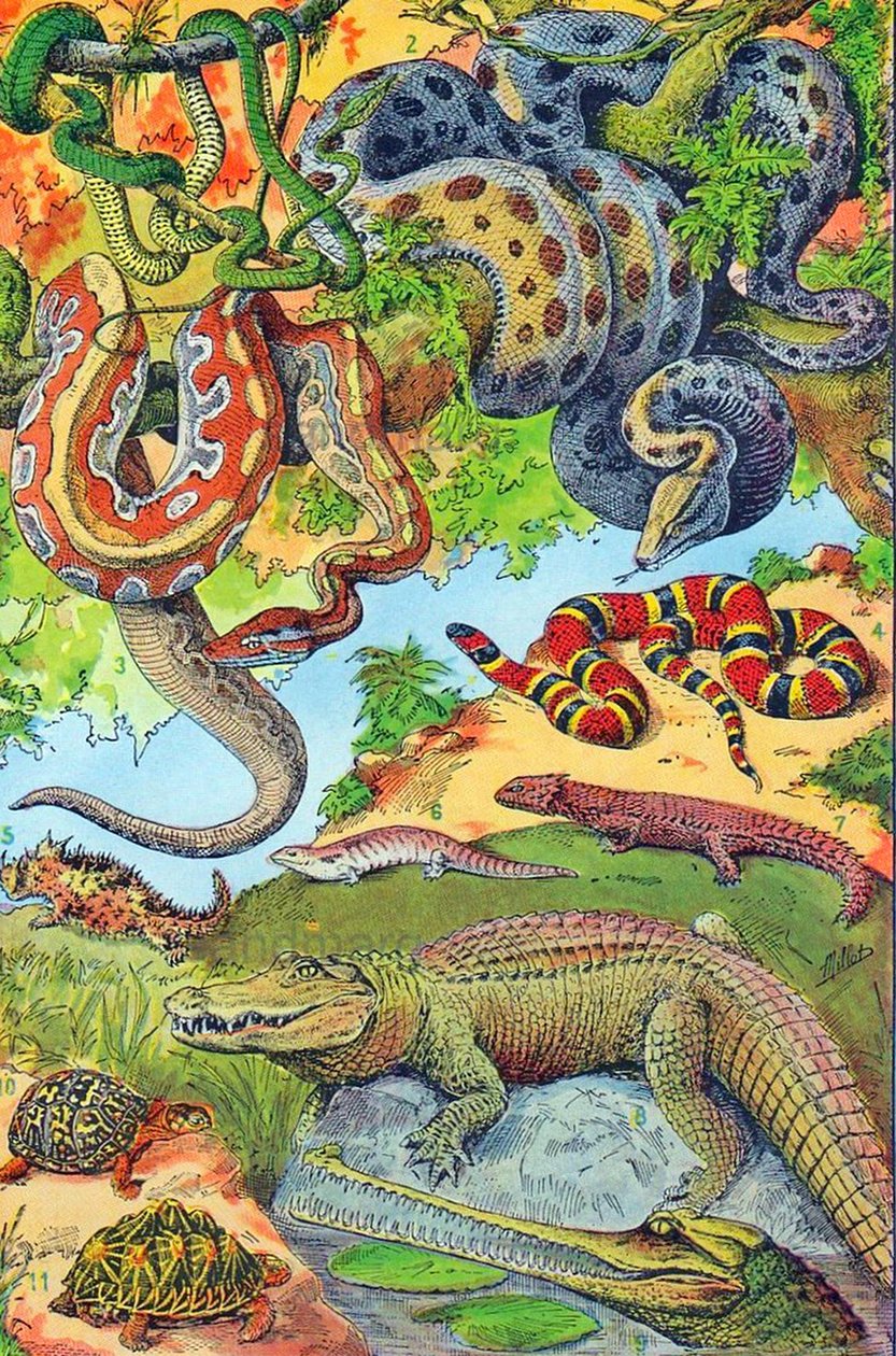 爬行动物c.1923的例证 作者 阿道夫·菲利普·米洛