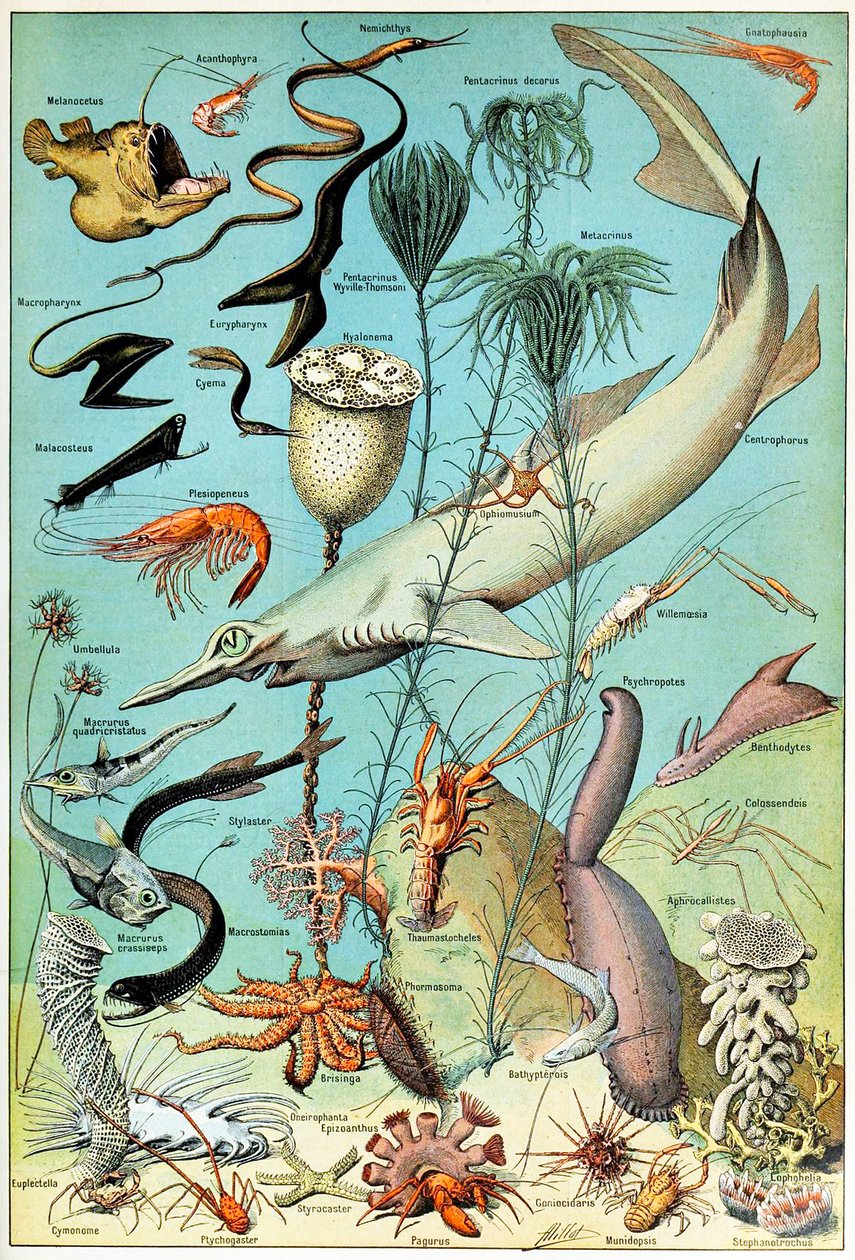 深海水下的场面c.1923的例证 作者 阿道夫·菲利普·米洛
