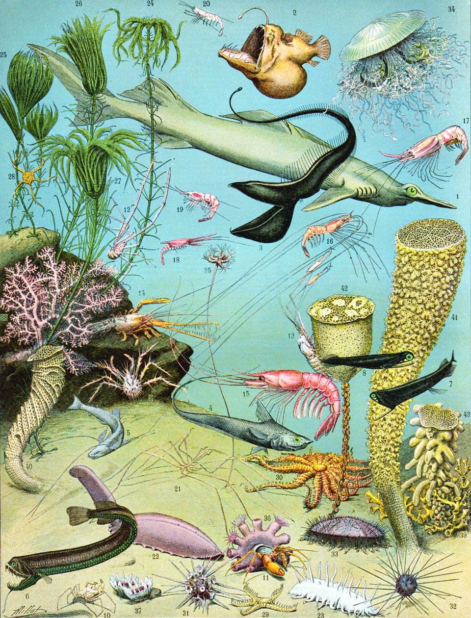 深水生态系统的例证c.1923 作者 阿道夫·菲利普·米洛