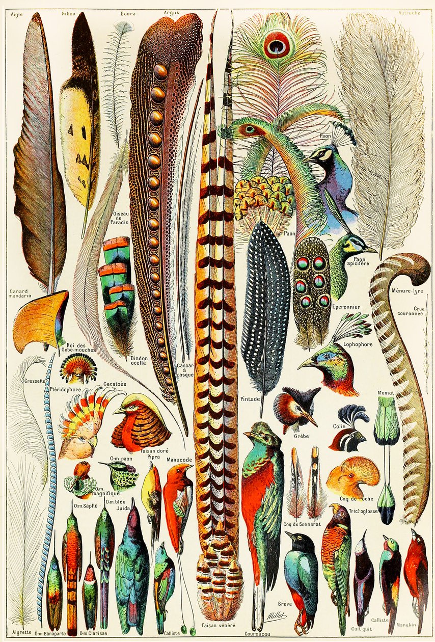 羽毛和鸟c.1923的例证 作者 阿道夫·菲利普·米洛