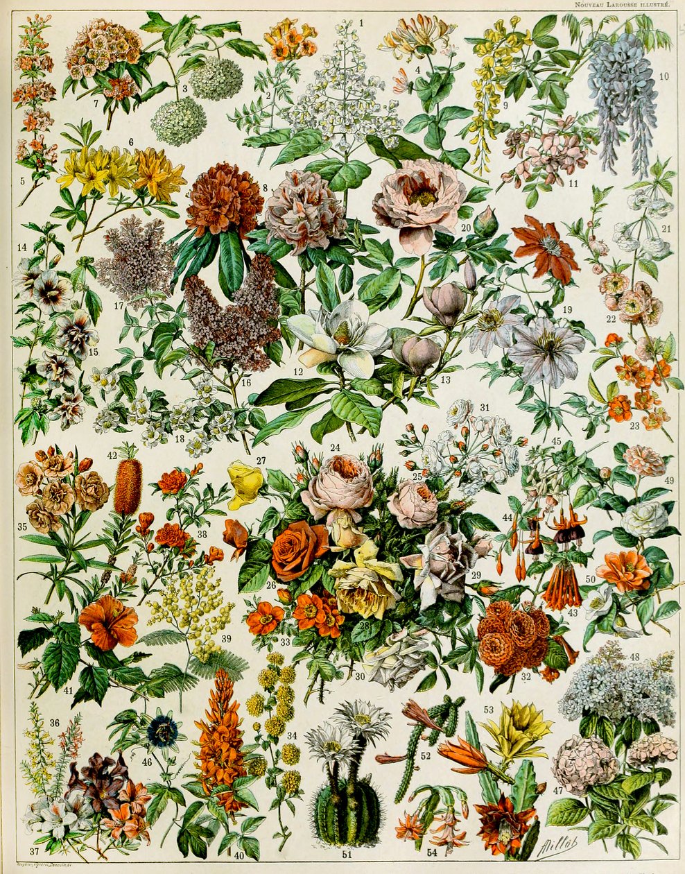 开花植物c.1923的例证 作者 阿道夫·菲利普·米洛