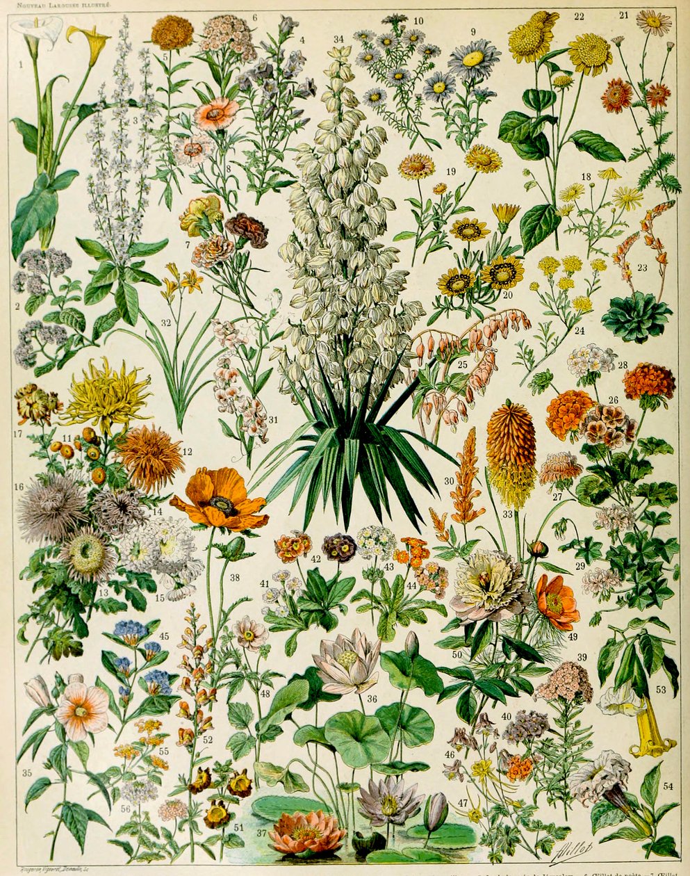开花植物c.1923的例证 作者 阿道夫·菲利普·米洛