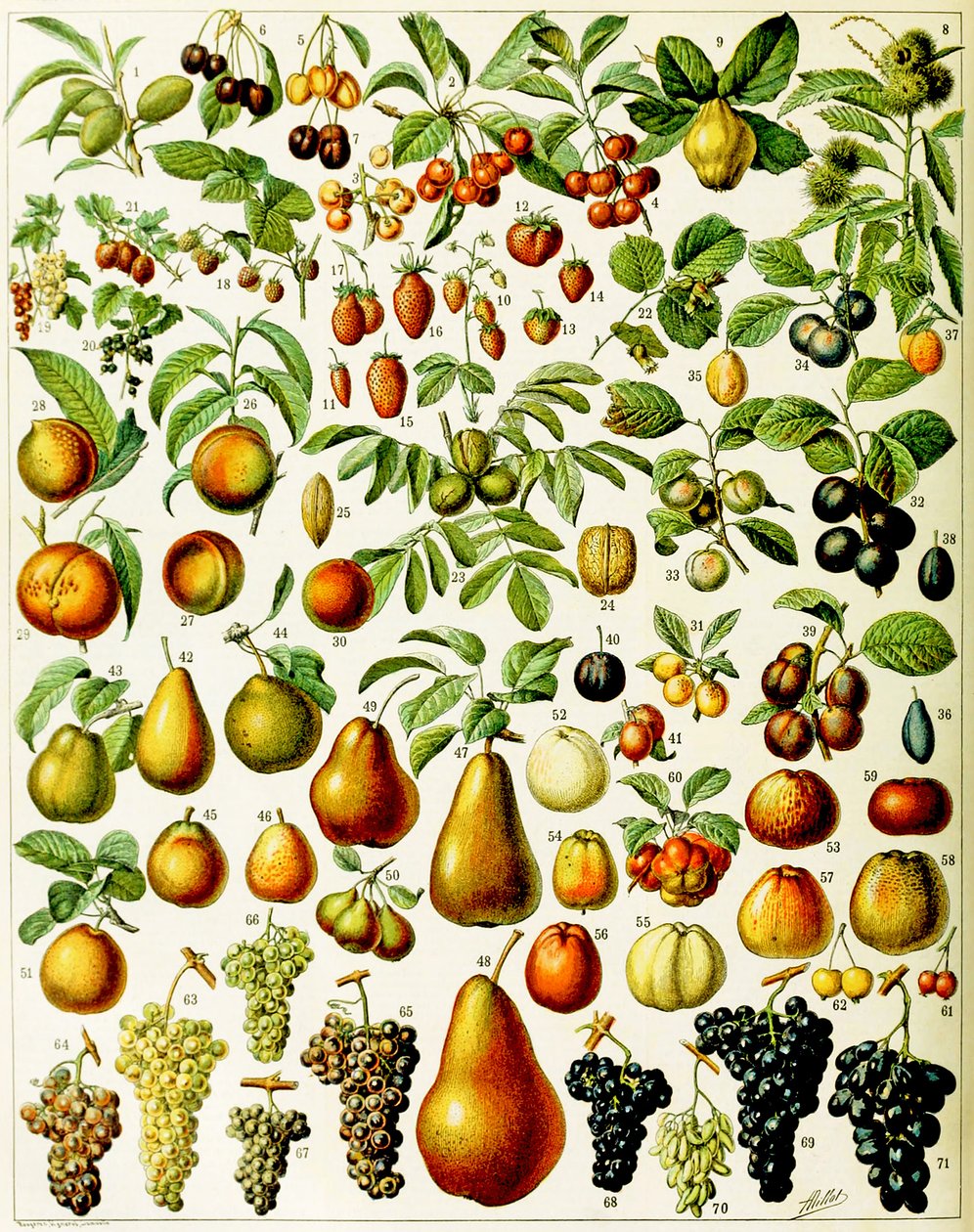 果子c.1923的例证 作者 阿道夫·菲利普·米洛