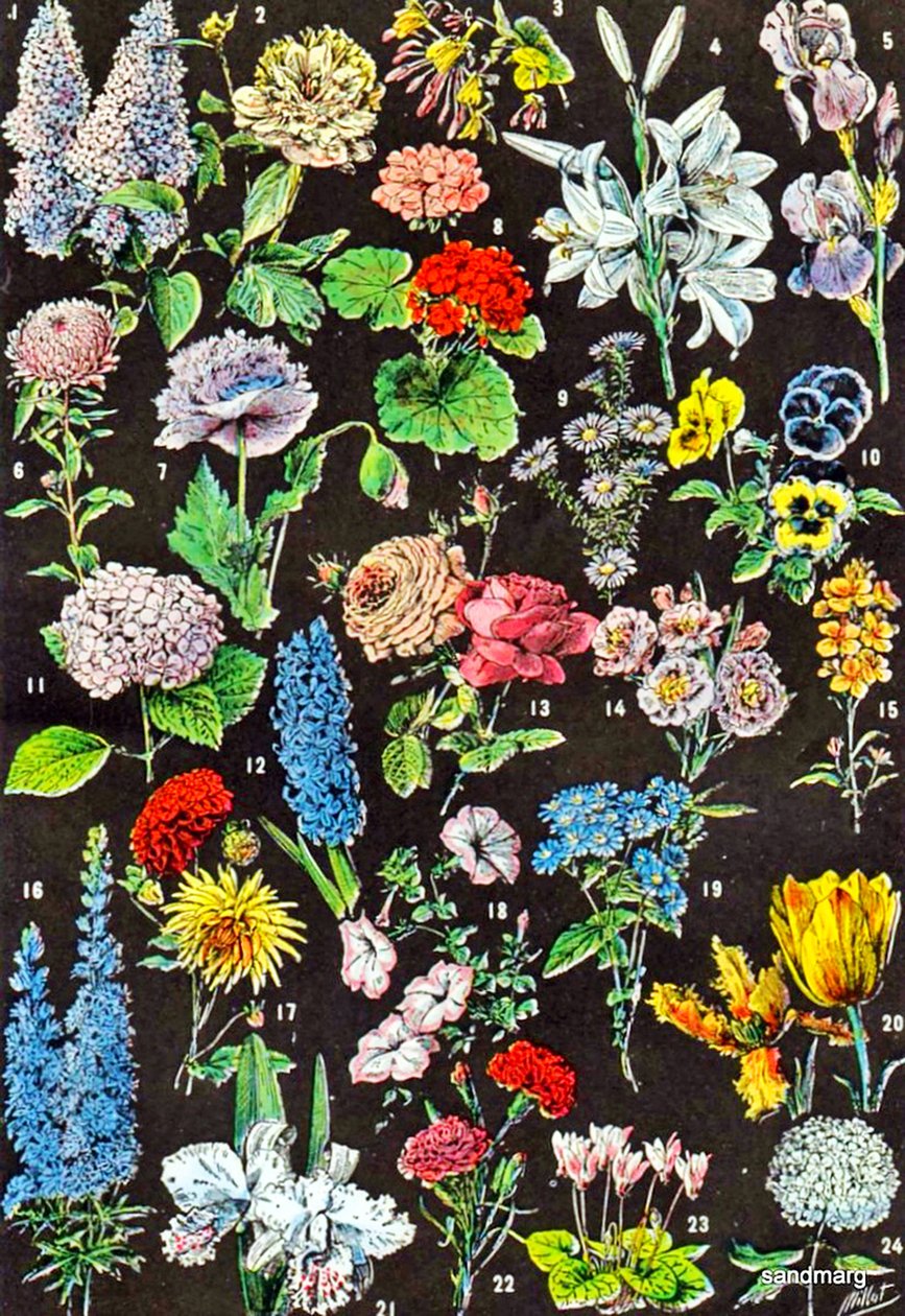 庭院的例证开花c.1923 作者 阿道夫·菲利普·米洛