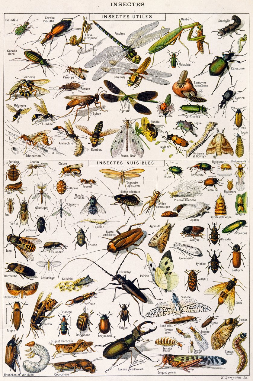 有用昆虫和害虫的插图 c.1923（石版画） 作者 阿道夫·菲利普·米洛