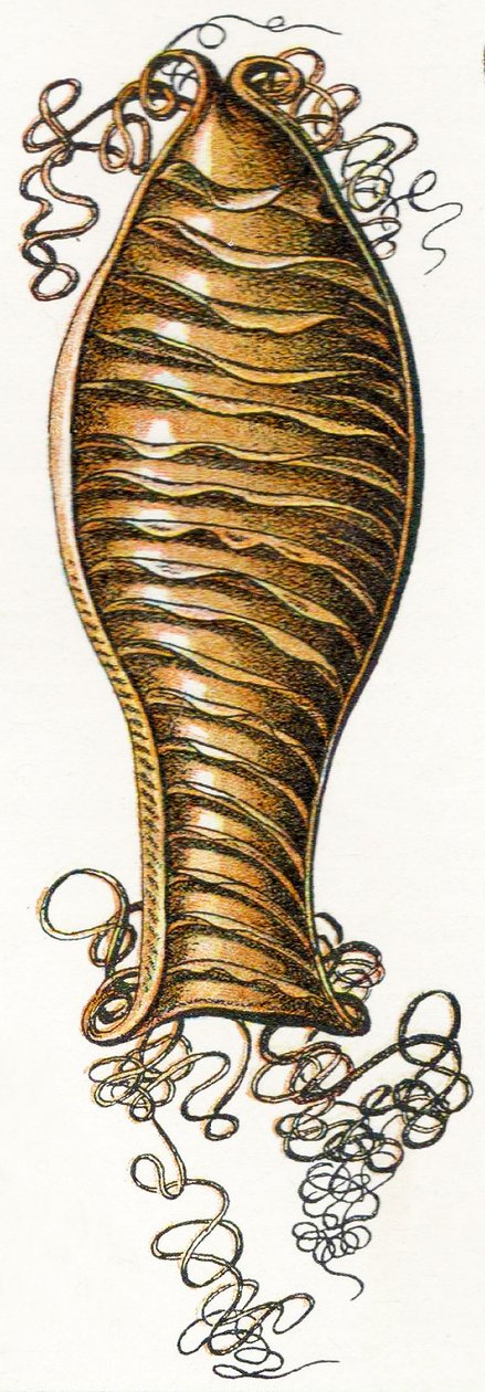 1923年，猫鲨（Scyliorhinus）的脊蛋壳 作者 阿道夫·菲利普·米洛
