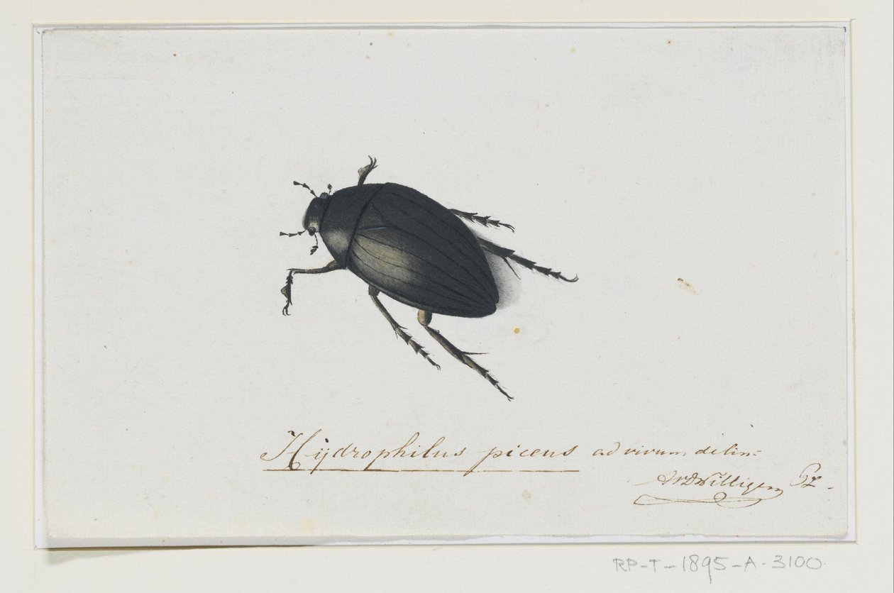 黑水甲虫
Hydrophilus picens（物体上的标题） 作者 阿德里安·范德维林根