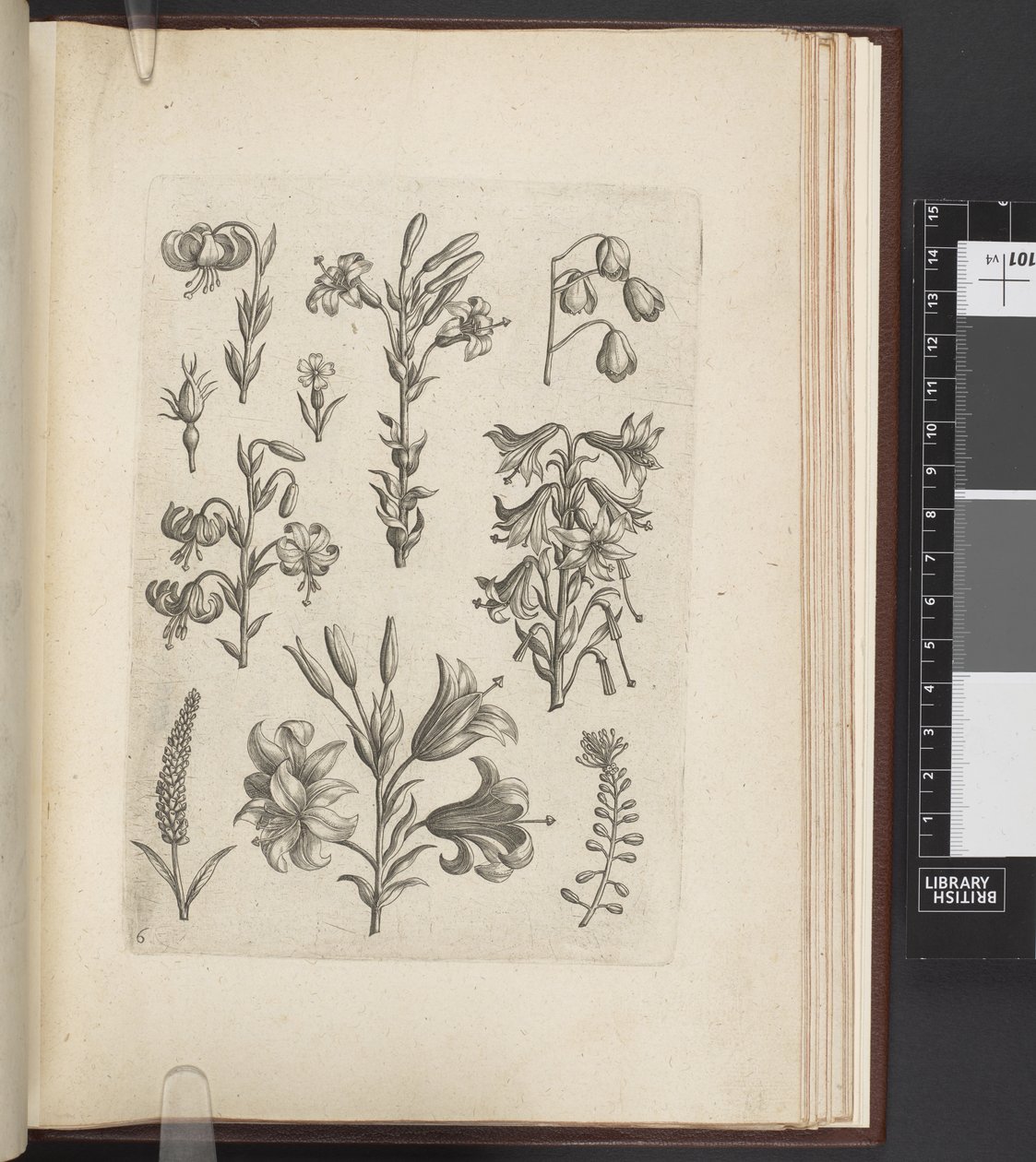 植物插图，"Florilegium ab Hadriano Collaert cælatum et a Philip.Gallæo editum"，安特卫普 作者 Adriaen（之后）Collaert