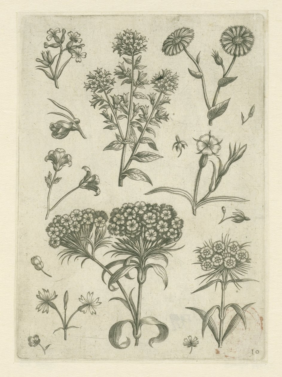 西洋蓍草和其他花卉
花卉》（丛书名） 作者 阿德里亚恩·科拉特