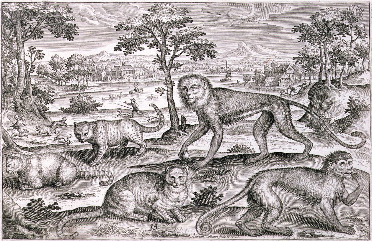 三只猫和两只猴子（雕版画） 作者 阿德里亚恩·科拉特