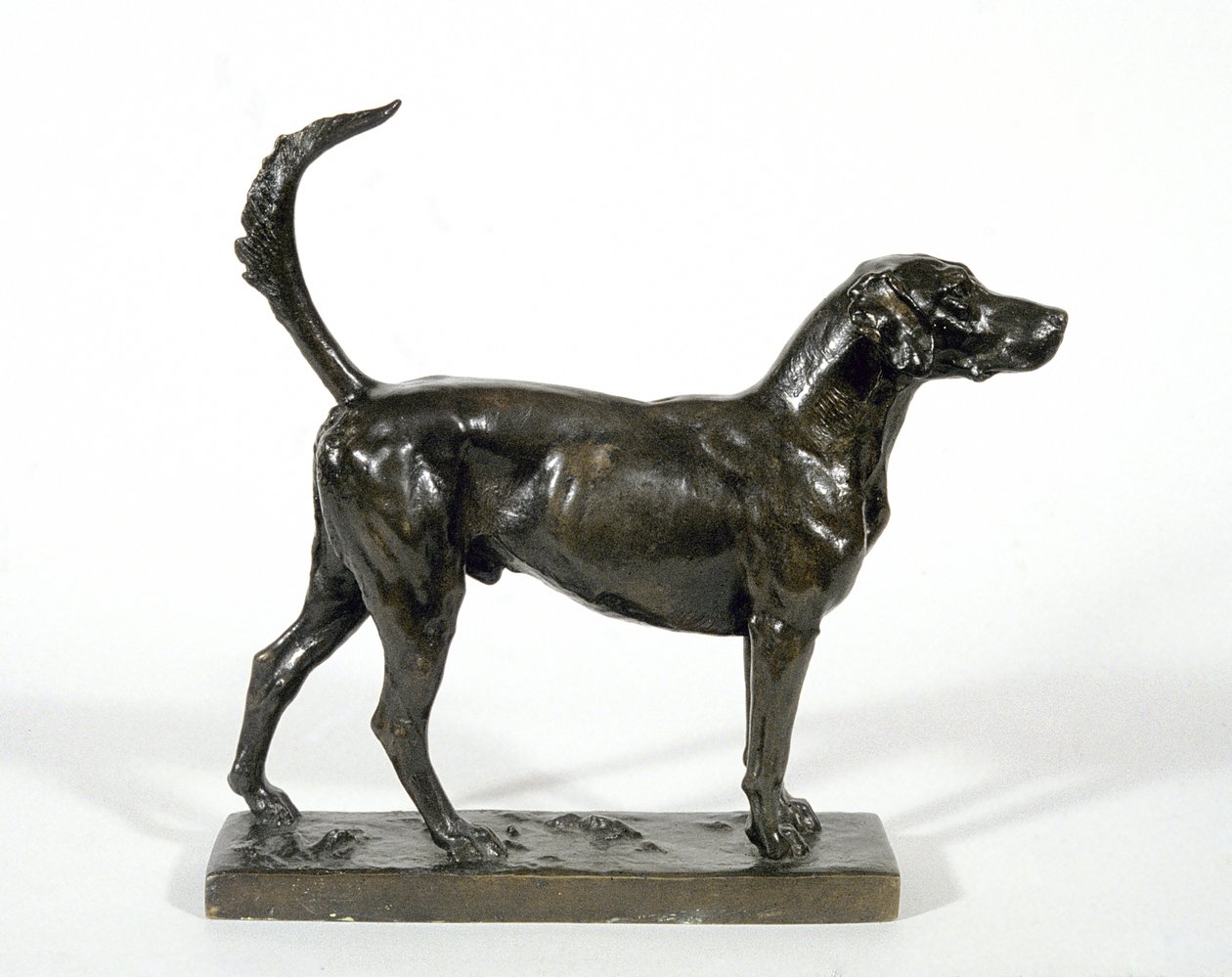猎犬“Pytchley Forager” 作者 阿德里安·琼斯（Adrian Jones）