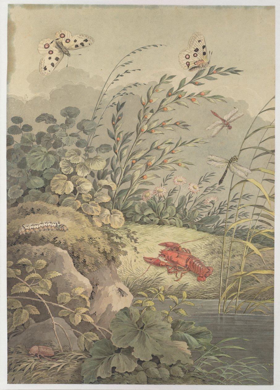 与螃蟹，蝴蝶，蜻蜓和沙棘的水，c。 1800。 作者 阿德里安·辛格