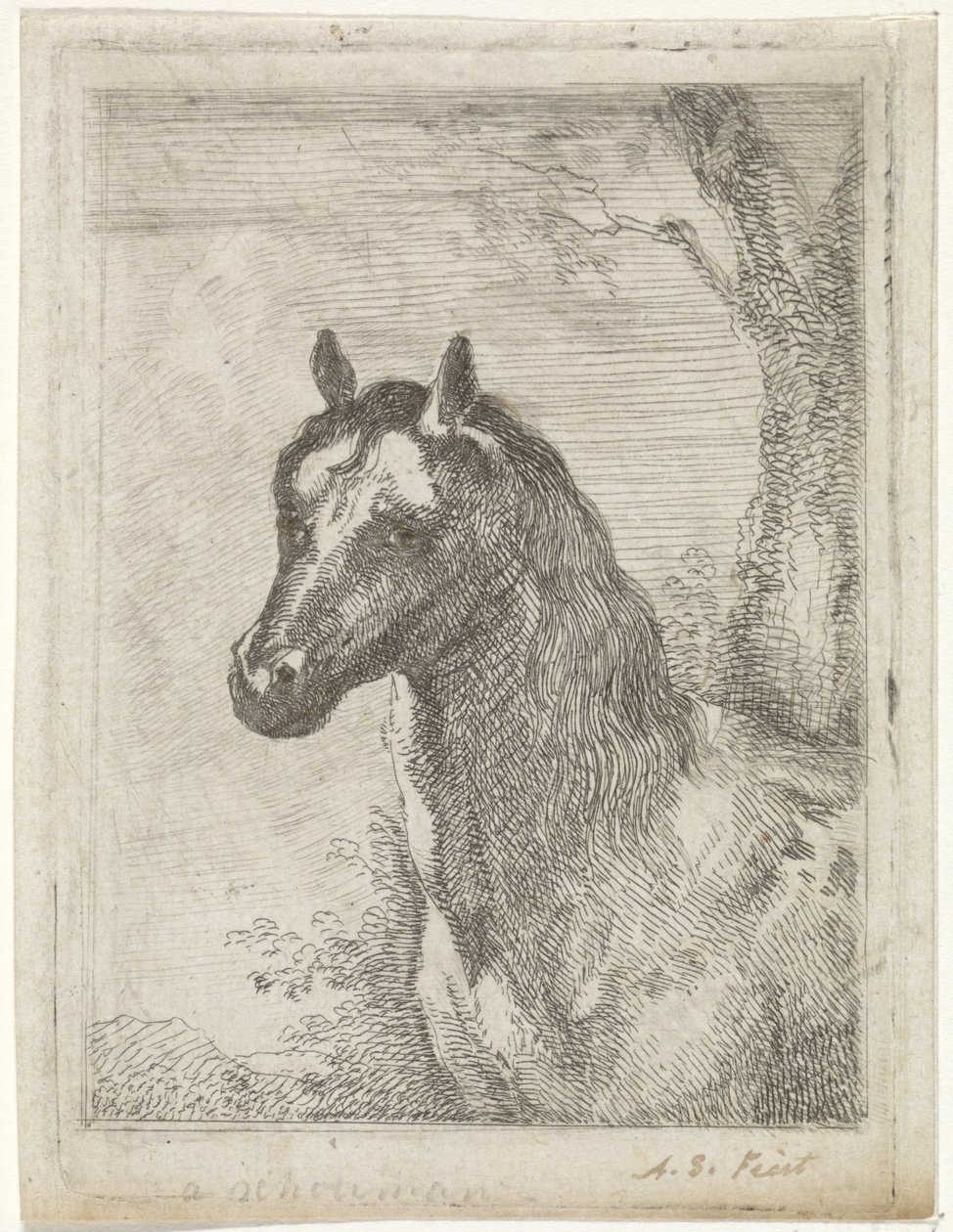 马头 作者 Aert Scouman（艺术家签名）