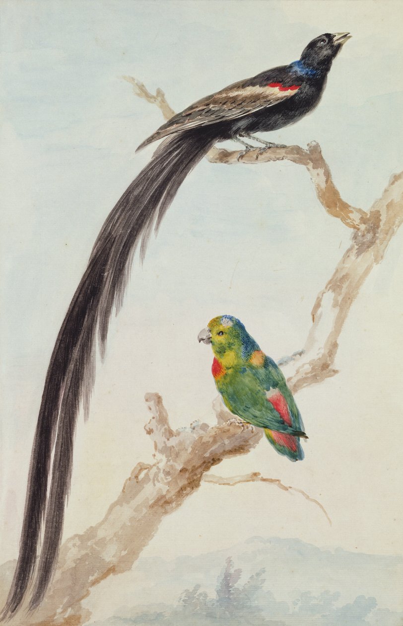 一只长尾的寡妇和一只蓝冠鹦鹉，1783年（粉笔，卫生纸和铅笔在纸上） 作者 艾尔特·舒曼
