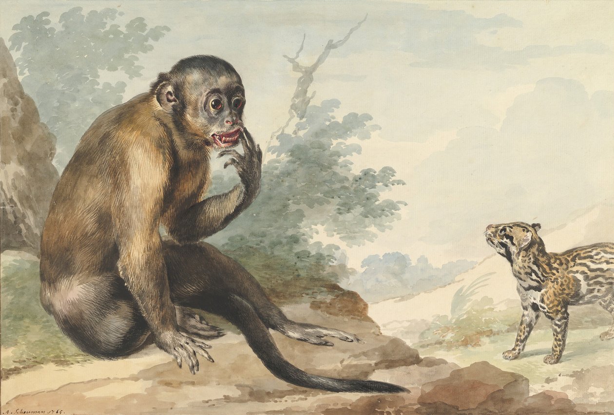 坐在岩石上看狸猫的猴子，1764年。 作者 艾尔特·舒曼