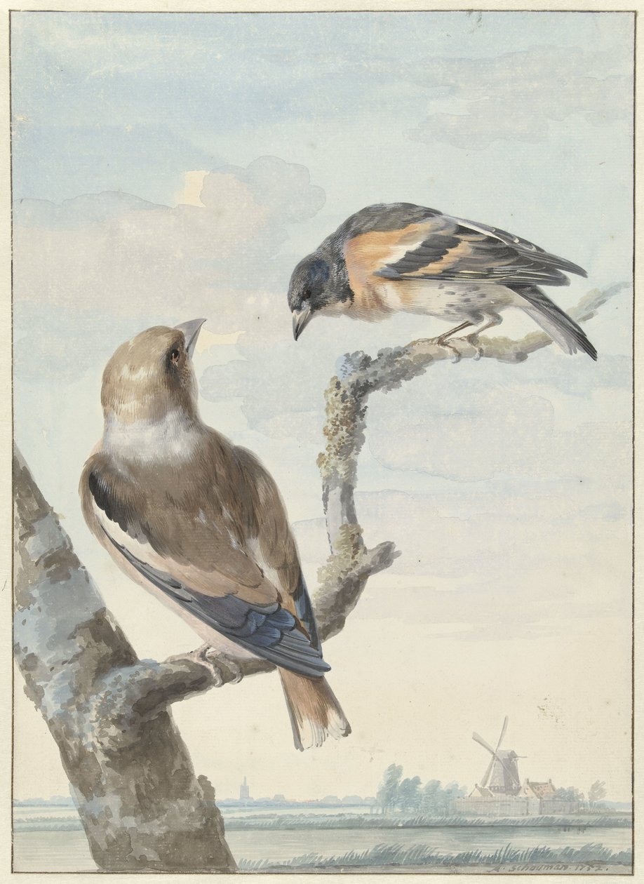 两只鸟：一只苹果雀（Coccothraustes coccothraustes）和一只饲养员（Fringilla montifringilla） 作者 艾尔特·舒曼