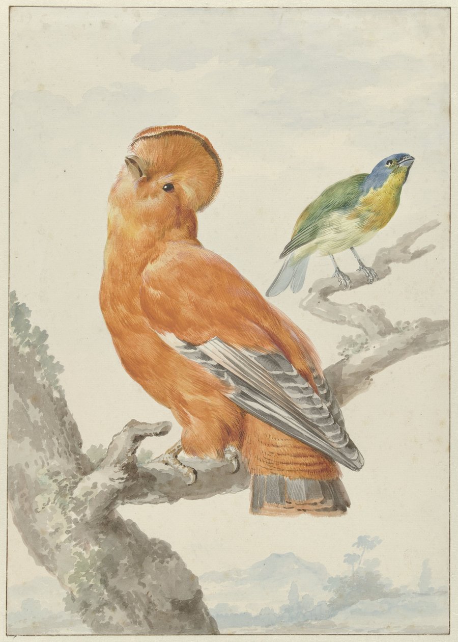 两只外来鸟
两只鸟：一只橙色岩鸡（Rupicola rupicola）和一只彩虹鹀（Passerina leclancherii） 作者 艾尔特·舒曼