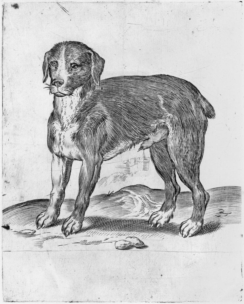 狗 作者 阿戈斯蒂诺·卡拉奇（Agostino Carracci）