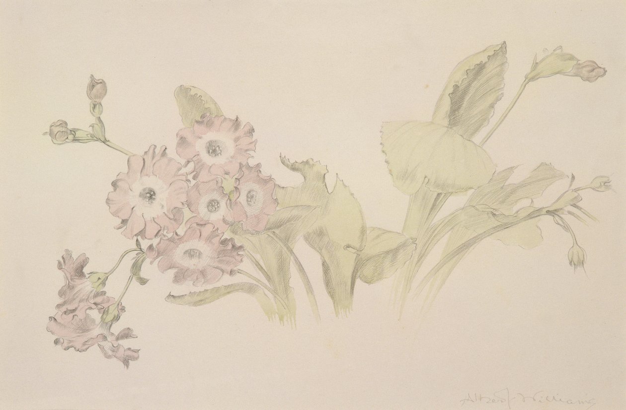 Auricula（wc和铅笔在纸上） 作者 阿尔伯特·威廉姆斯