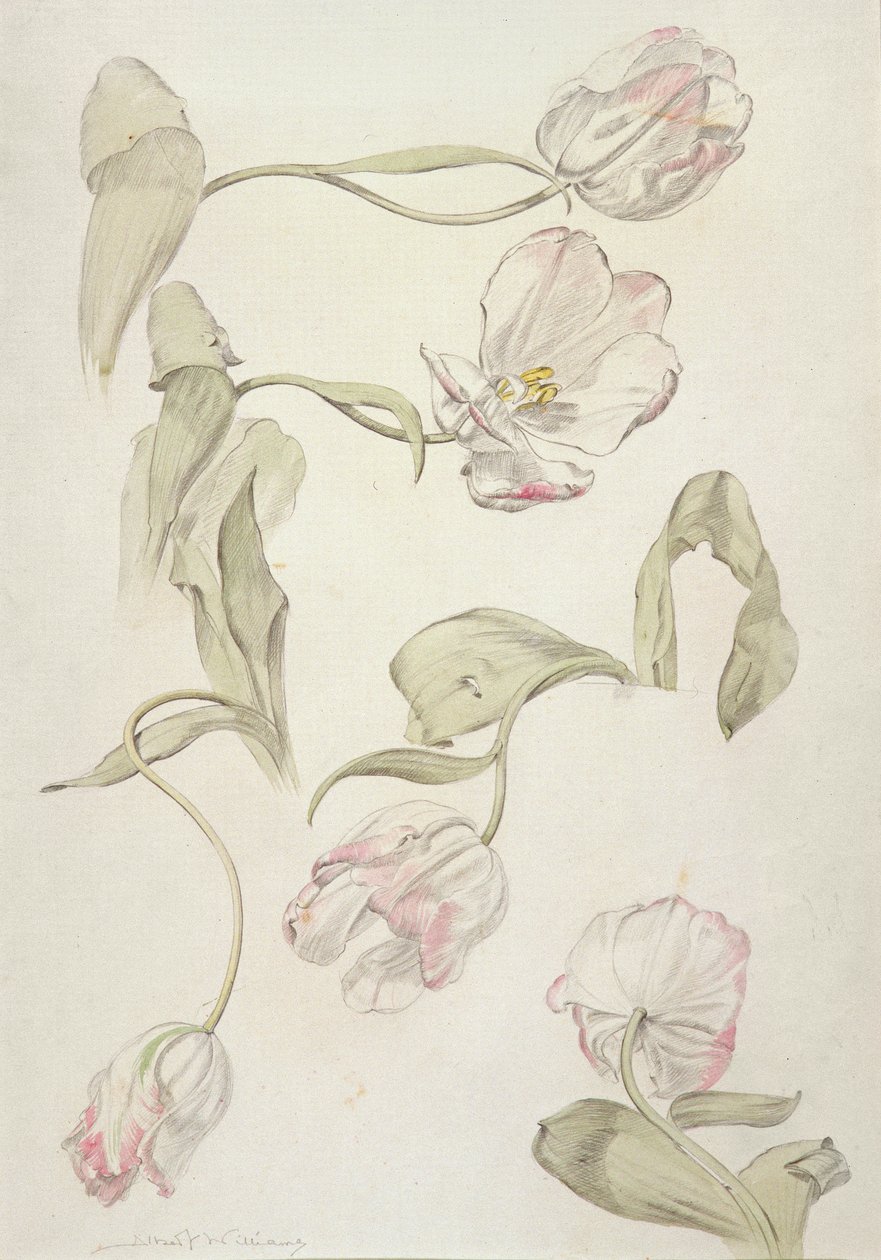 郁金香（wc和铅笔在纸上） 作者 阿尔伯特·威廉姆斯