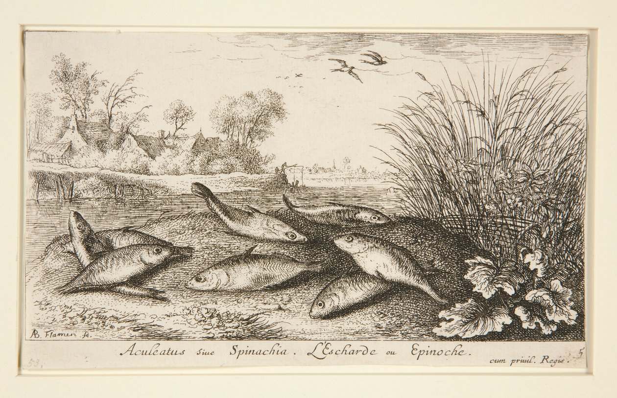 Aculeatus siue Spinachia.L 作者 阿尔伯特·弗拉芒（Albert Flemish）