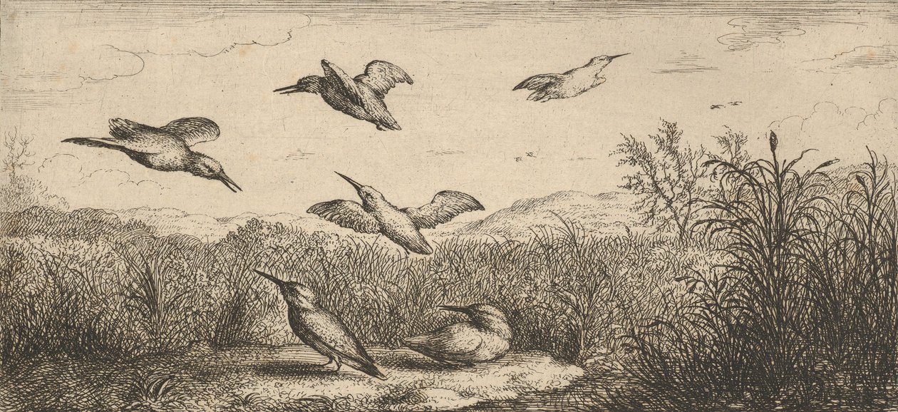 Alcedo, Martin-pescheur The Kingfisher：Livre d