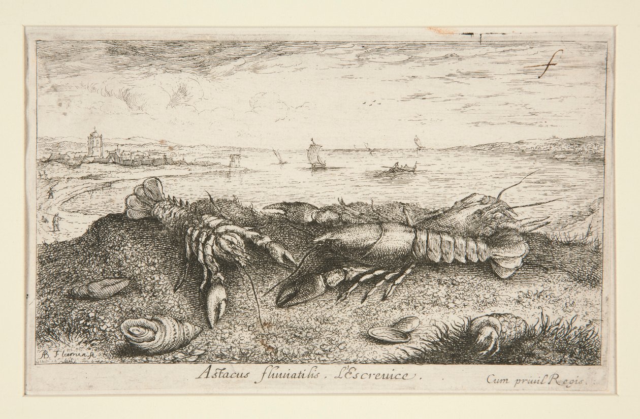 Astacus fluriatilis.L 作者 阿尔伯特·弗拉芒（Albert Flemish）