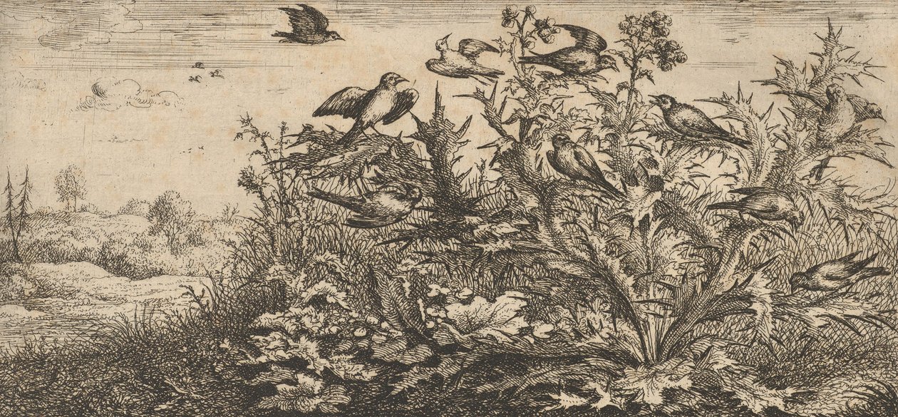 Carduëlis, Chardonnet The Goldfinch：Livre d