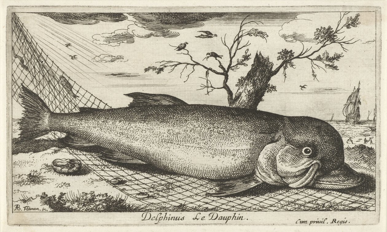渔网中的海豚
Delphinus Le Dauphin（物体上的标题）
鱼类和其他海洋动物--咸水第三辑（系列名称）
Poissons de mer（系列名称） 作者 阿尔伯特·弗拉芒（Albert Flemish）