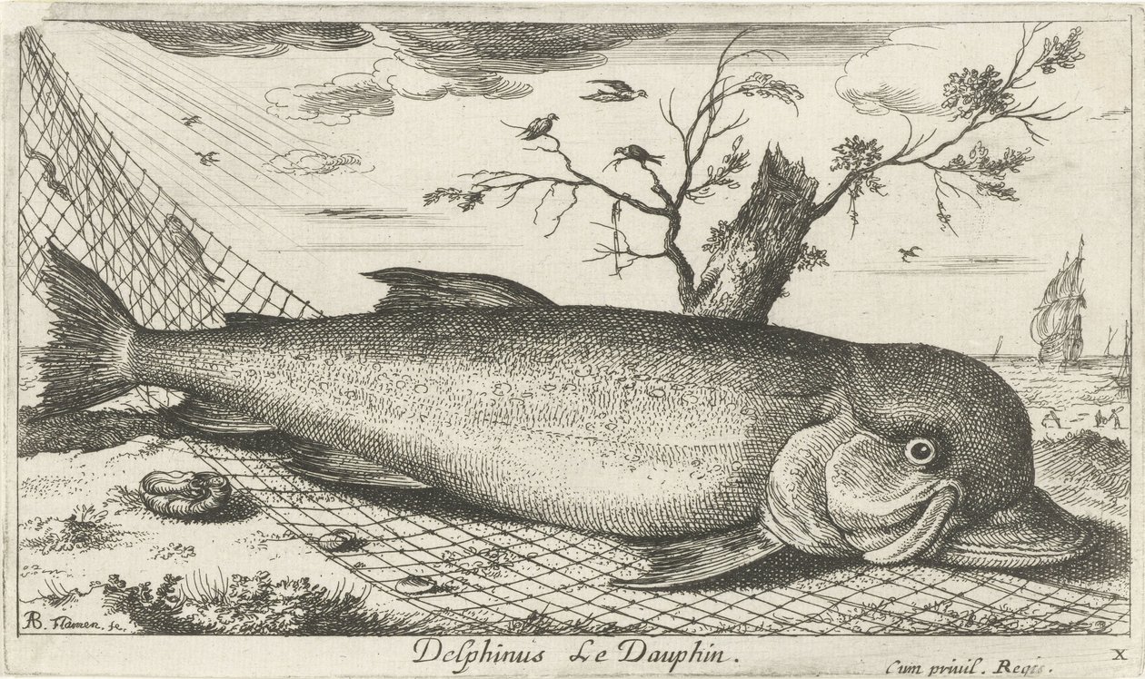 渔网中的海豚
Delphinus Le Dauphin（物体上的标题）
鱼类和其他海洋动物--咸水第三辑（系列名称）
Poissons de mer（系列名称） 作者 阿尔伯特·弗拉芒（Albert Flemish）