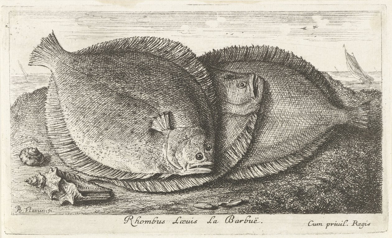海滩上的三只小鸡 Rhombus Laeuis La Barbuë（物体上的标题） 鱼类和其他海洋动物 - 咸水第三系列（系列标题） Poissons de mer（系列名称） 作者 阿尔伯特·弗拉芒（Albert Flemish）