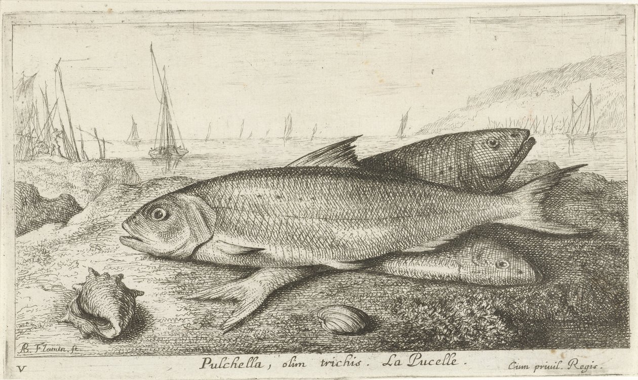 海滩上的三条鱼
Pulchella, olim trichis.La Pucelle。(物体上的标题）
鱼类和其他海洋生物--咸水第一辑（系列名称）
Diverses Especes de Poissons de mer（系列名称） 作者 阿尔伯特·弗拉芒（Albert Flemish）