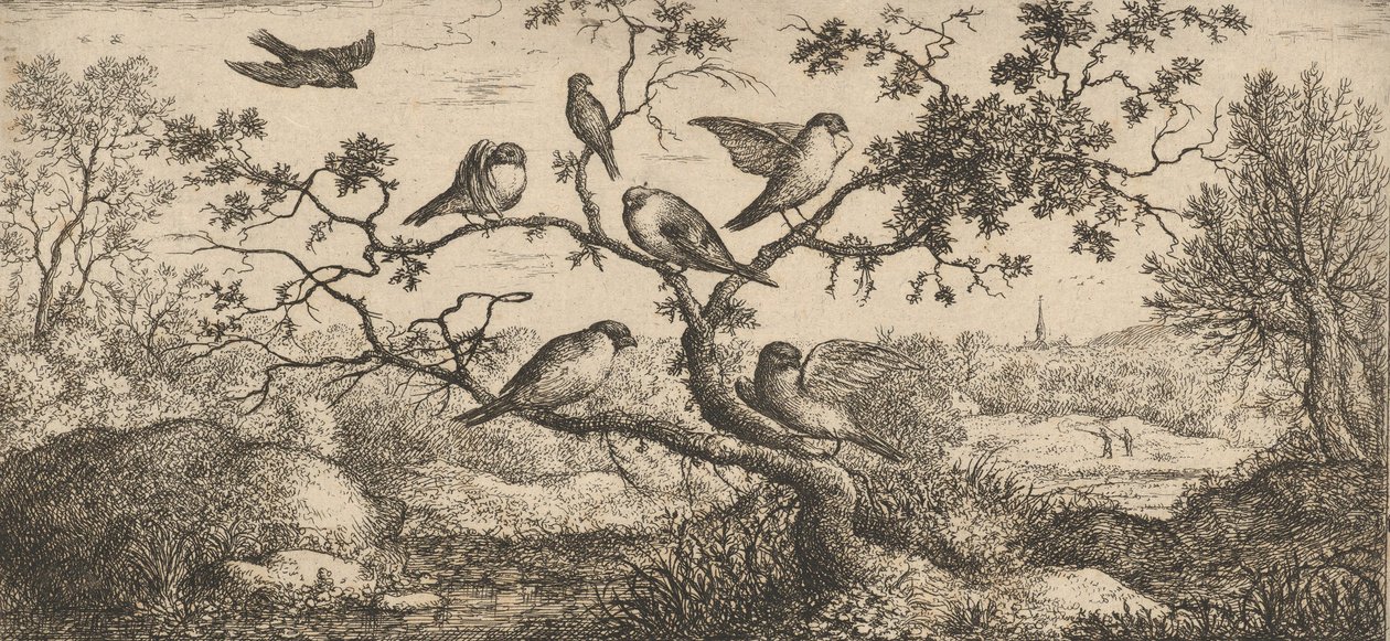 Ficedula, Piuoyne The Bullfinch：Livre d
