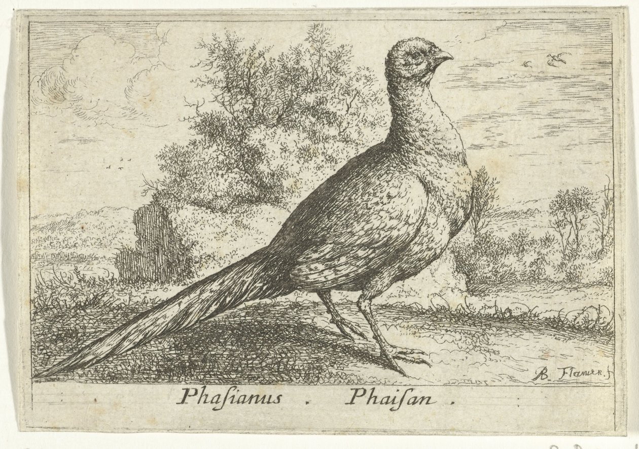 雉鸡景观
Phasianus。辉山（物体上的标题）。
十三种鸟（系列名称）
Diuersae Auium Specie（系列标题） 作者 阿尔伯特·弗拉芒（Albert Flemish）
