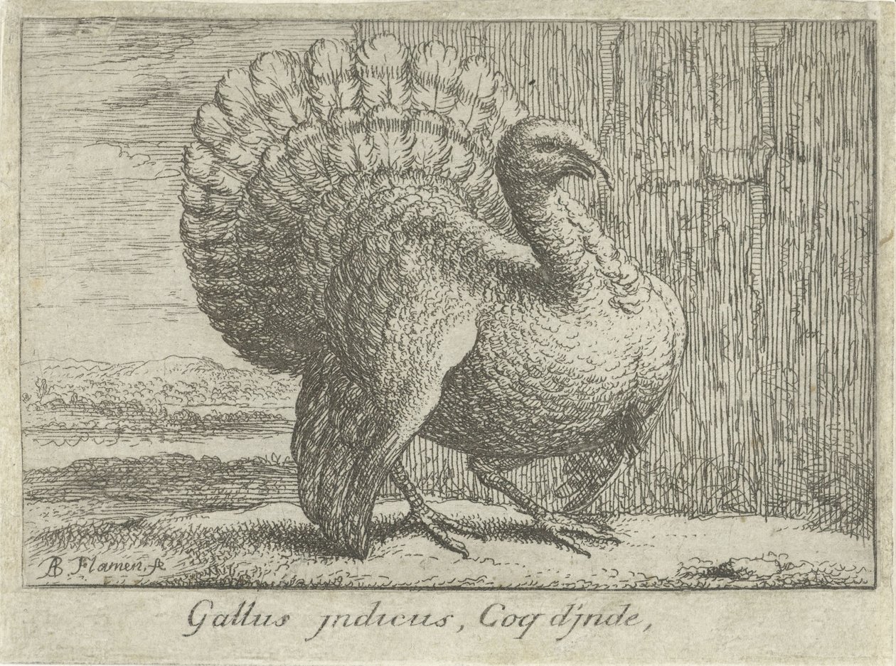 风景与火鸡
Gallus indicus，Coq d
