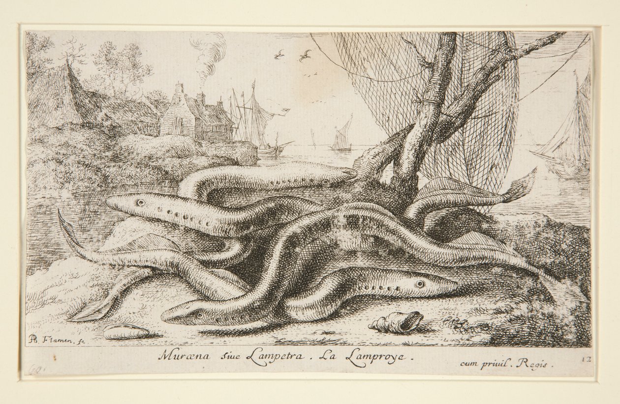 Muraena siue Lampetra.灯塔 作者 阿尔伯特·弗拉芒（Albert Flemish）