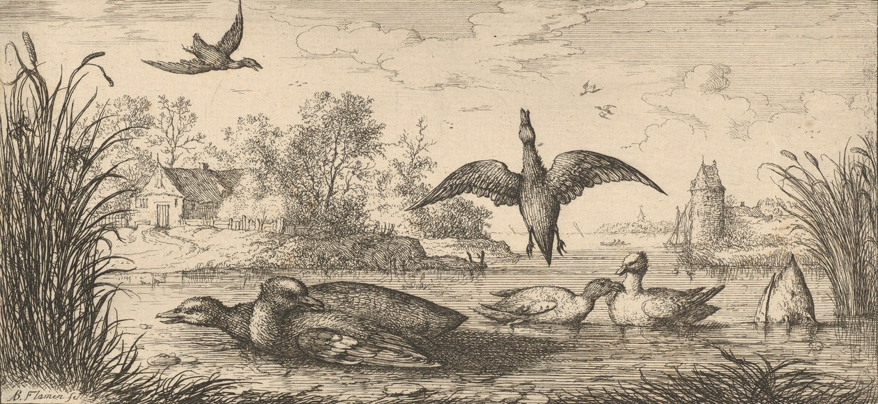 Querquedula, Cercelle The Teal：Livre d