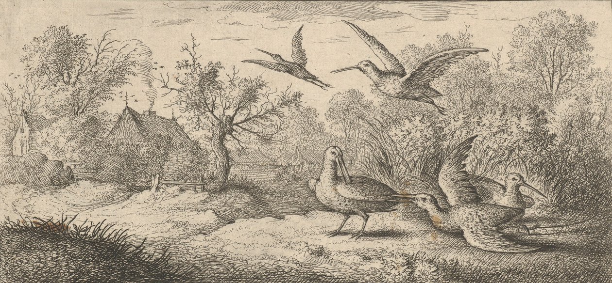Rusticula, Beccasse The Woodcock：Livre d