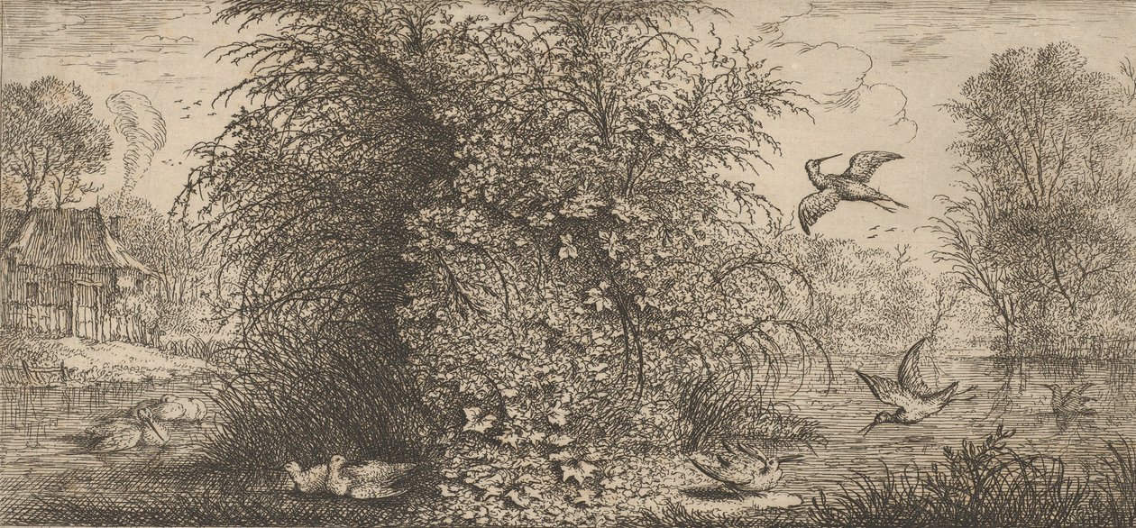 Rusticula minor, Beccassine The Snipe：Livre d
