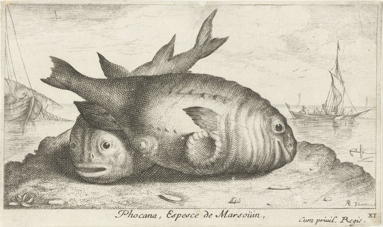 海滩上的两只江豚
Phocana, Espesce de Marsoüin，（物体上的标题）
鱼类和其他海洋动物--咸水第三辑（系列名称）
Poissons de mer（系列名称） 作者 阿尔伯特·弗拉芒（Albert Flemish）