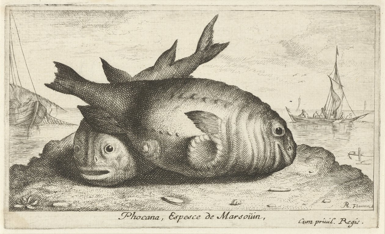 海滩上的两只江豚
Phocana, Espesce de Marsoüin，（物体上的标题）
鱼类和其他海洋动物--咸水第三辑（系列名称）
Poissons de mer（系列名称） 作者 阿尔伯特·弗拉芒（Albert Flemish）