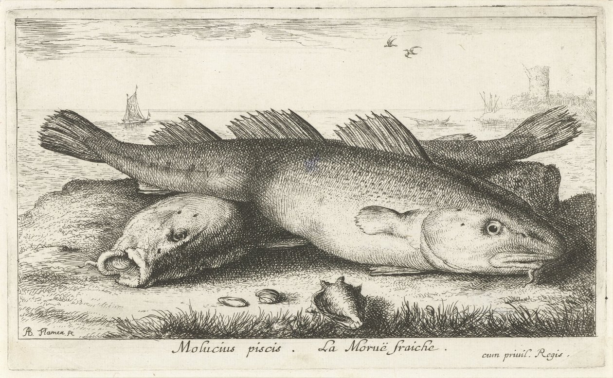 海滩上的两只卡伯熊
Molucius piscis.Le Moruë fraiche.(物体上的标题）
鱼类和其他海洋动物 - 海水第二系列（系列名称）
Poissons de mer（系列名称） 作者 阿尔伯特·弗拉芒（Albert Flemish）