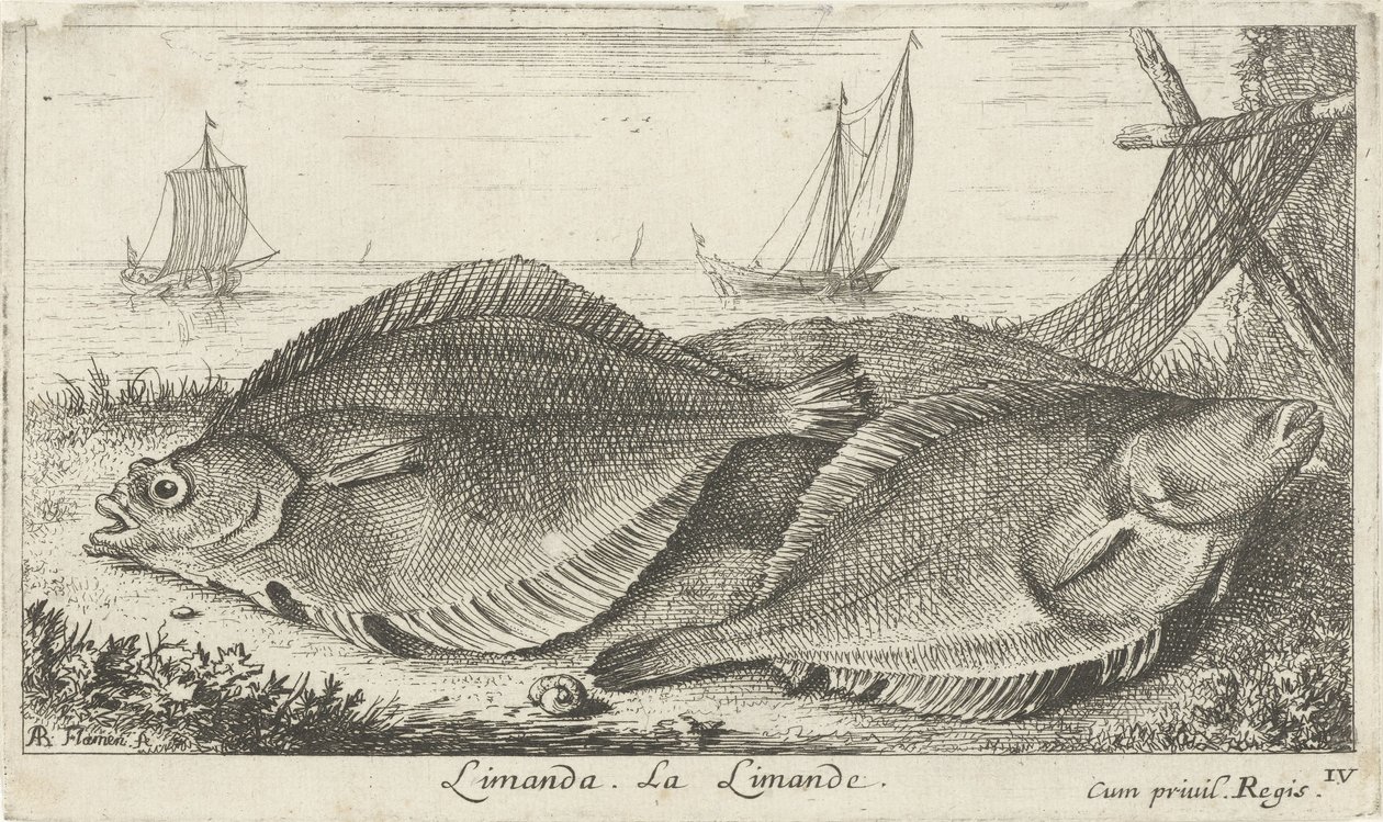 海滩两点一线
利曼达La Limande。(物体上的标题）
鱼类和其他海洋动物 - 海水第三辑（系列名称）
Poissons de mer（系列名称） 作者 阿尔伯特·弗拉芒（Albert Flemish）